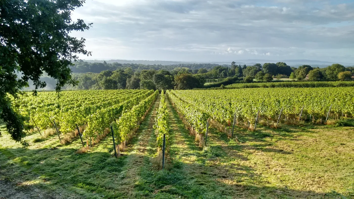 Beacon Down Vineyard
