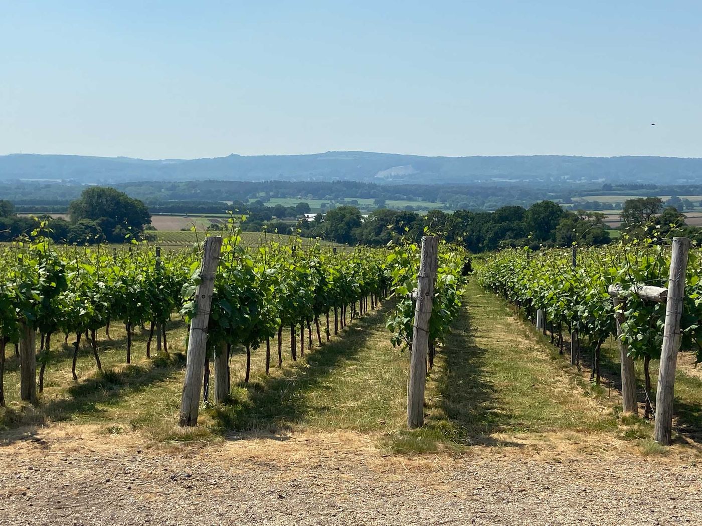 Upperton Vineyards