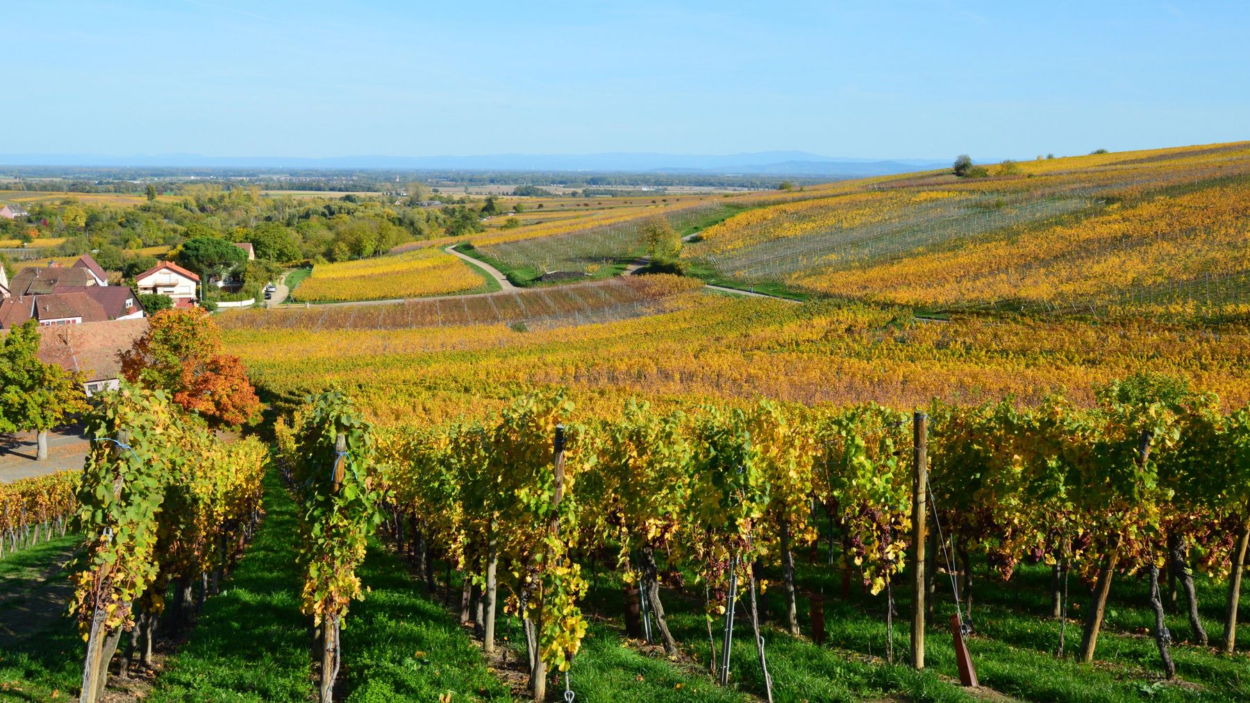 Nyetimber vineyard